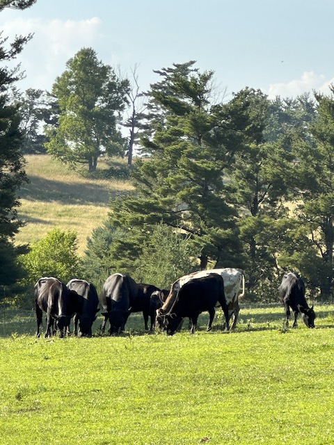 MVF Home cows